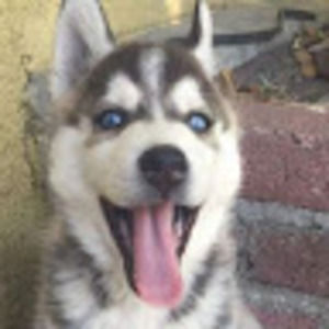 Meet your Posher, Alfonso